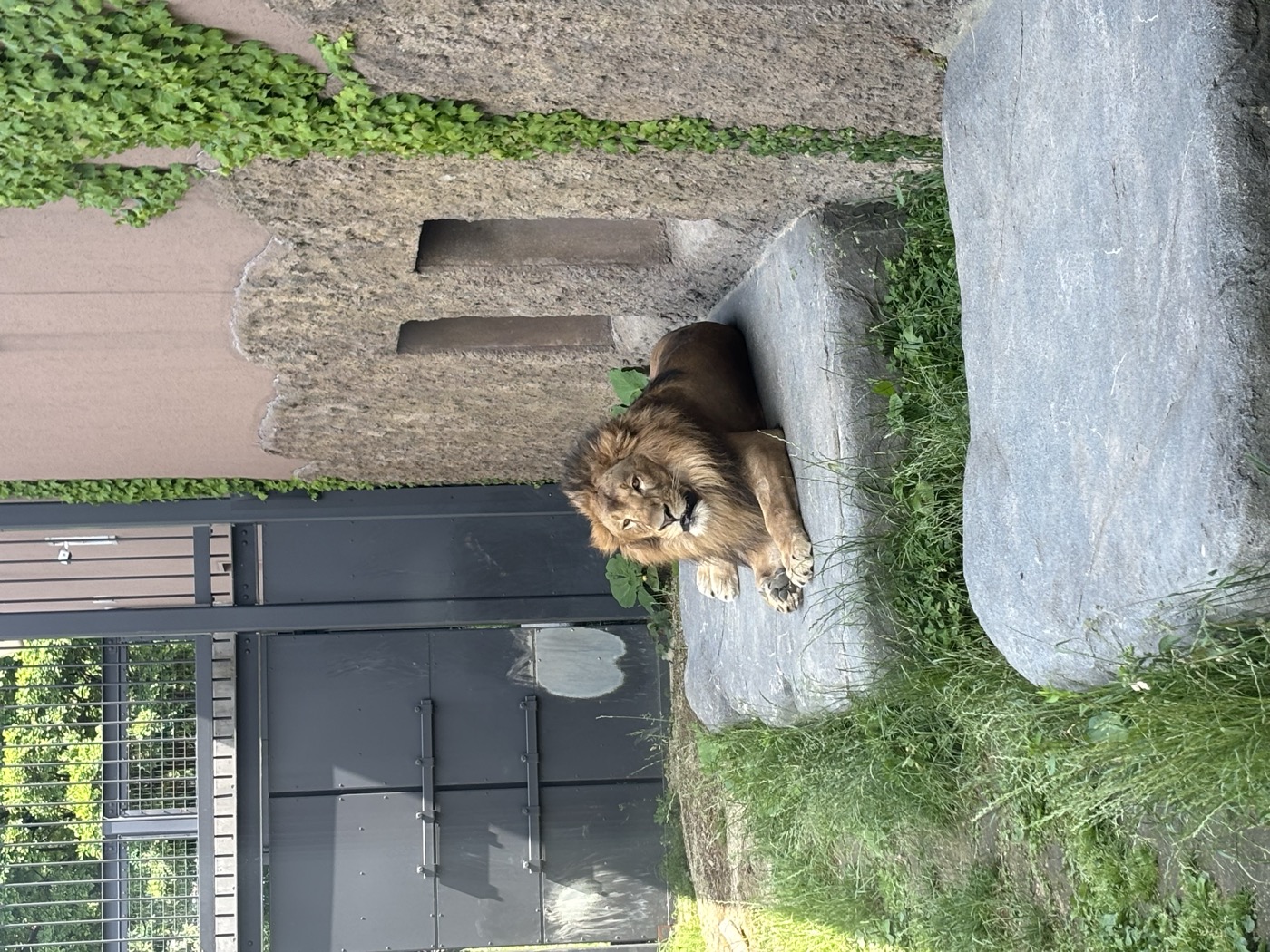 円山動物園のライオン