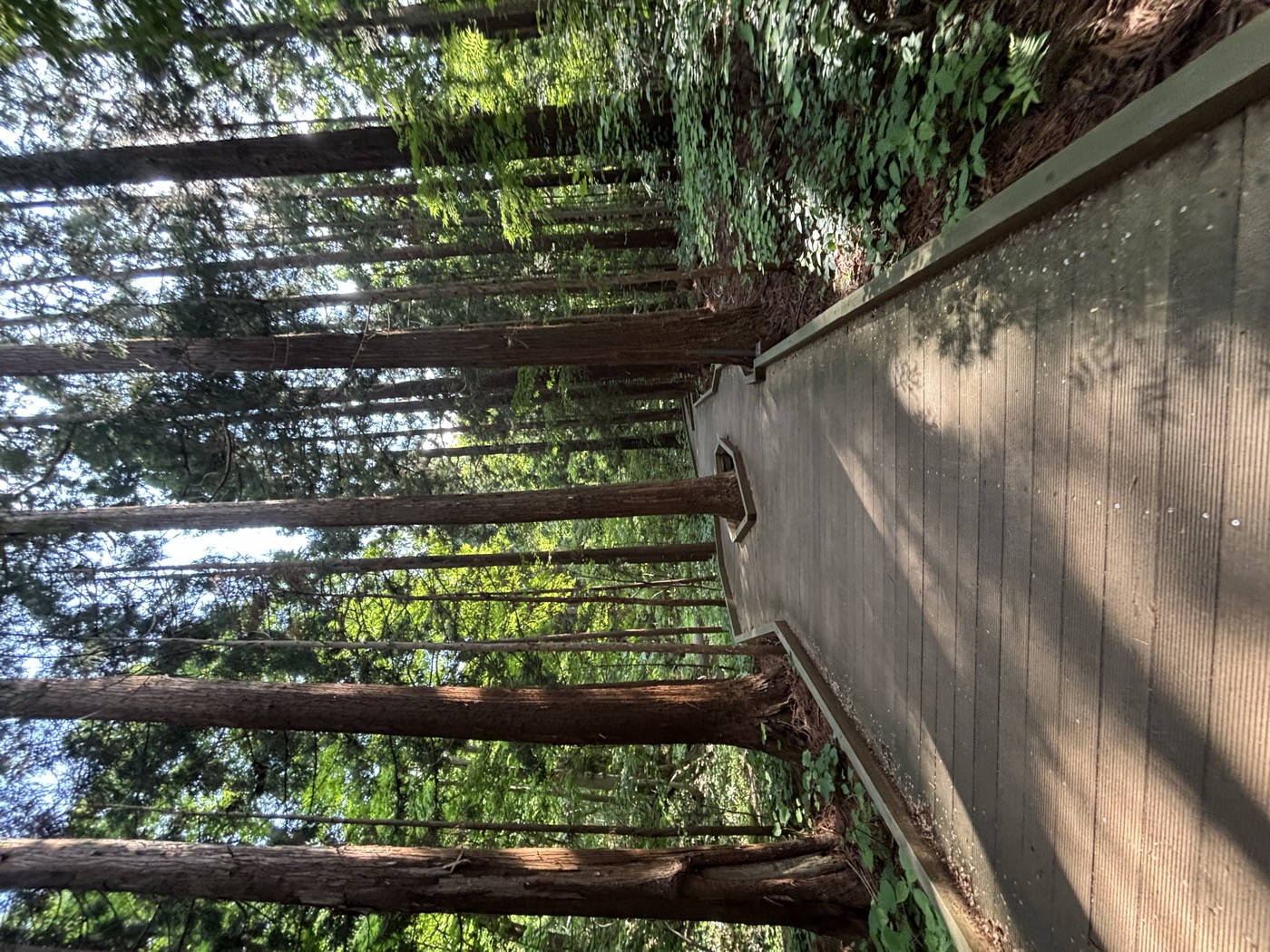 円山公園の森の中の道